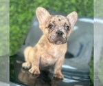 Small #6 French Bulldog