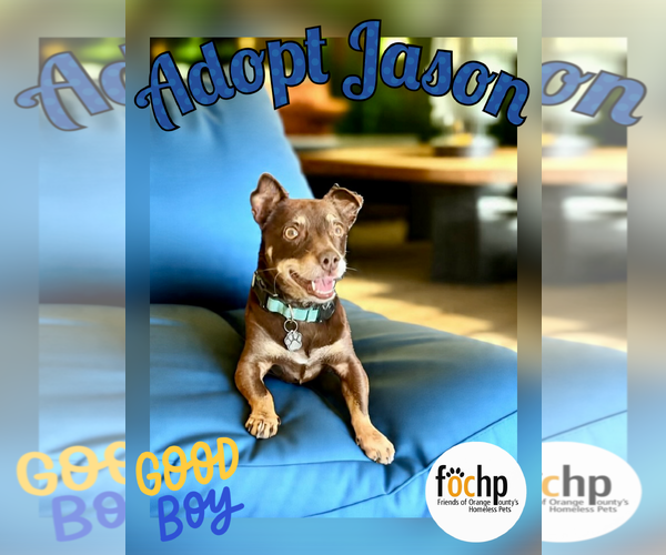 Medium Photo #2 Dachshund Puppy For Sale in Menifee, CA, USA