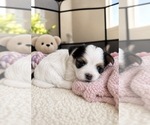 Puppy Storm Morkie