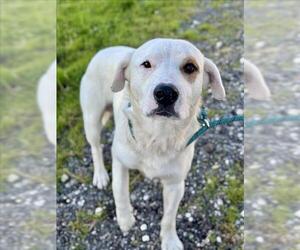 Great Pyrenees-Unknown Mix Dogs for adoption in Conroe, TX, USA