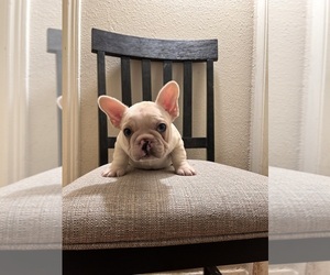 Medium French Bulldog