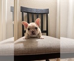 Puppy 1 French Bulldog