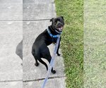 Small Photo #3 American Pit Bull Terrier Puppy For Sale in Pompano Beach , FL, USA