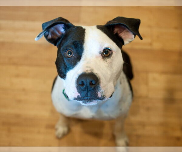 Medium Photo #11 American Pit Bull Terrier-Unknown Mix Puppy For Sale in Raleigh, NC, USA