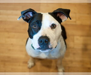 Johnson - Male American Pit Bull Terrier-Unknown Mix Dog for Adoption - Photo #11