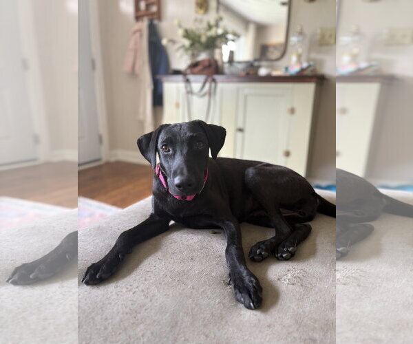 Medium Photo #2 Mutt Puppy For Sale in Virginia Beach, VA, USA