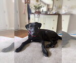 Small #1 Mutt