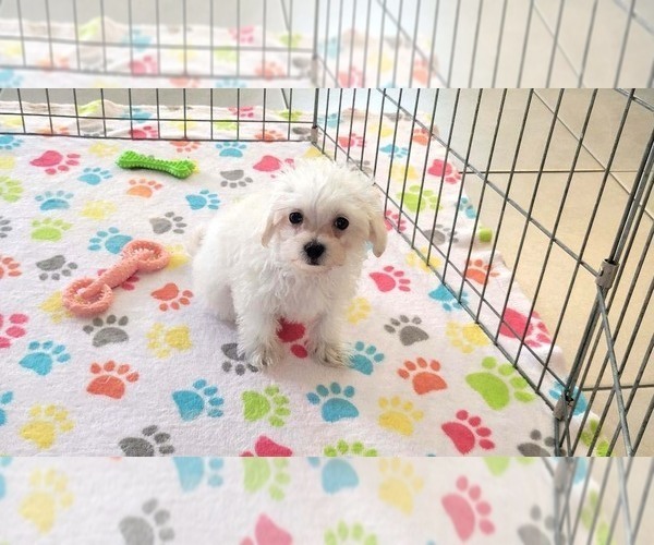 Medium Photo #7 Maltipoo (Toy) Puppy For Sale in ORO VALLEY, AZ, USA