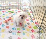 Small #6 Maltipoo (Toy)
