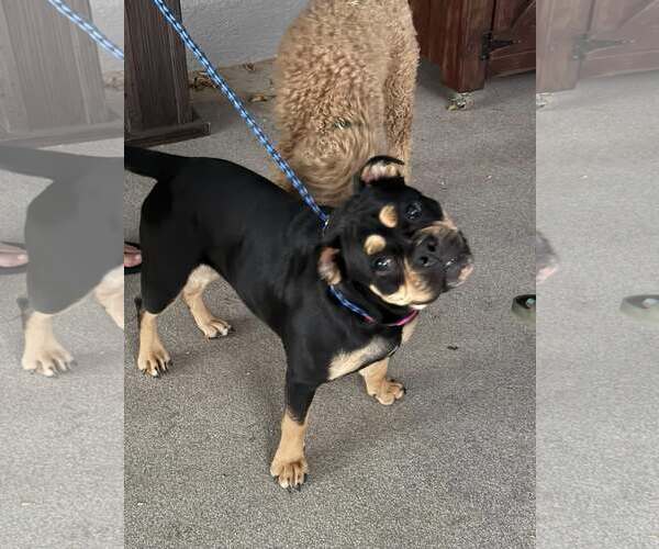 Medium Photo #2 English Bullweiler Puppy For Sale in Turlock, CA, USA