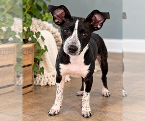 Pointer-Unknown Mix Dogs for adoption in Mooresville, NC, USA