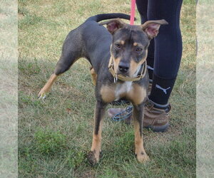 Merlot - Female Jack Russell Terrier-Unknown Mix Dog for Adoption - Photo #3