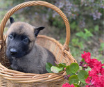 Small #4 Belgian Malinois