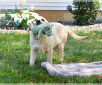 Image preview for Ad Listing. Nickname: Pluto