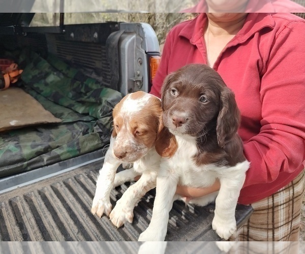 Medium Photo #12 Brittany Puppy For Sale in FORT MC COY, FL, USA