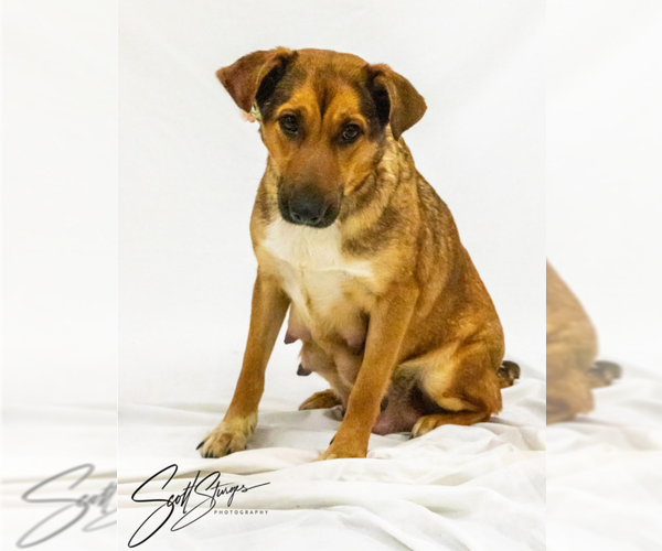 Medium Photo #1 Mutt Puppy For Sale in Brooklyn Center, MN, USA