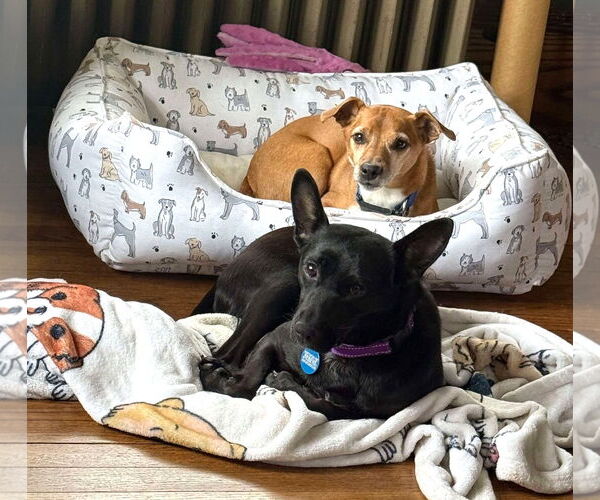 Medium Photo #19 Mutt Puppy For Sale in Boonton, NJ, USA