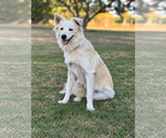 Skye - Female Border Collie-pomeranian spitz Mix Dog for Adoption - Small photo