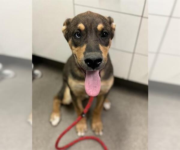 Medium Photo #1 German Shepherd Dog-Unknown Mix Puppy For Sale in HESPERIA, CA, USA