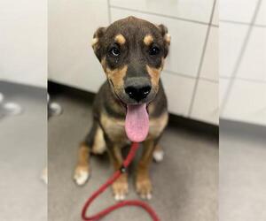 Medium German Shepherd Dog Mix