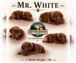 Puppy Mr White Labrador Retriever