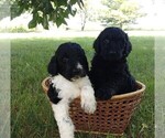Small Photo #1 Goldendoodle-Poodle (Standard) Mix Puppy For Sale in CLARE, IL, USA