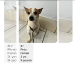 Small #1 Chihuahua Mix