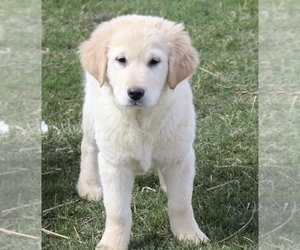 Golden Labrador Puppy for sale in SHILOH, OH, USA