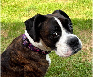 Boxer Dogs for adoption in Burnsville, MN, USA