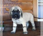 Small #9 Mastiff