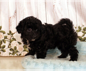 Pom-A-Poo Puppy for sale in PENNS CREEK, PA, USA
