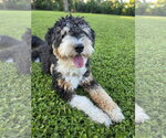Small Photo #3 Aussiedoodle Miniature  Puppy For Sale in Valrico, FL, USA