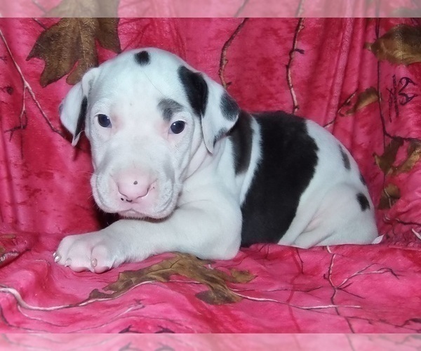 Medium Photo #5 Great Dane Puppy For Sale in SPRAGGS, PA, USA