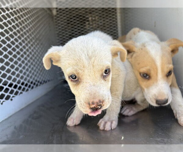 Medium Photo #1 Mutt Puppy For Sale in Bakersfield, CA, USA