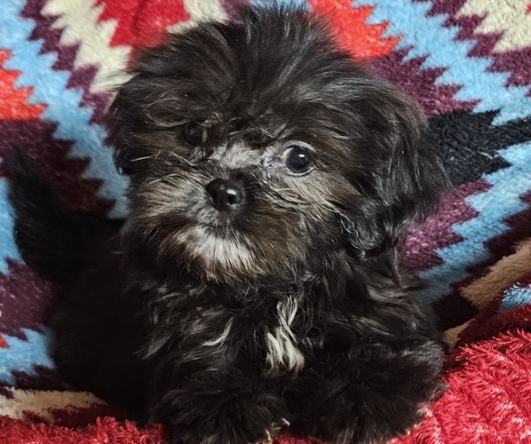 Medium Photo #1 Shih Apso Puppy For Sale in WALSH, IL, USA
