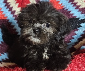 Shih Apso Puppy for sale in WALSH, IL, USA