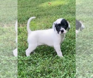 English Setter-Pointer Mix Puppy for sale in CONCORD, MA, USA
