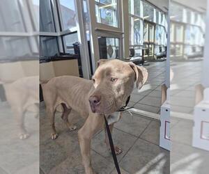 American Staffordshire Terrier-Unknown Mix Dogs for adoption in San Antonio, TX, USA