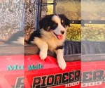 Small Photo #1 Australian Shepherd Puppy For Sale in CROCKER, MO, USA