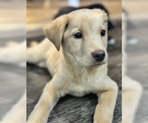 Golden Retriever-Unknown Mix Dogs for adoption in Brooklyn Center, MN, USA
