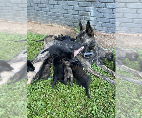 Medium Photo #1 Dutch Shepherd Dog Puppy For Sale in GEORGETOWN, TN, USA