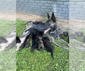 Dutch Shepherd Dog Puppy for sale in GEORGETOWN, TN, USA