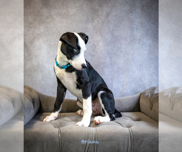 Medium Photo #3 Mutt Puppy For Sale in Hot Springs Village, AR, USA