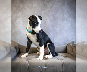 Briana - Female Mutt Dog for Adoption - Photo #3