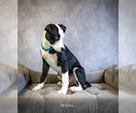 Small Photo #3 Mutt Puppy For Sale in Hot Springs Village, AR, USA
