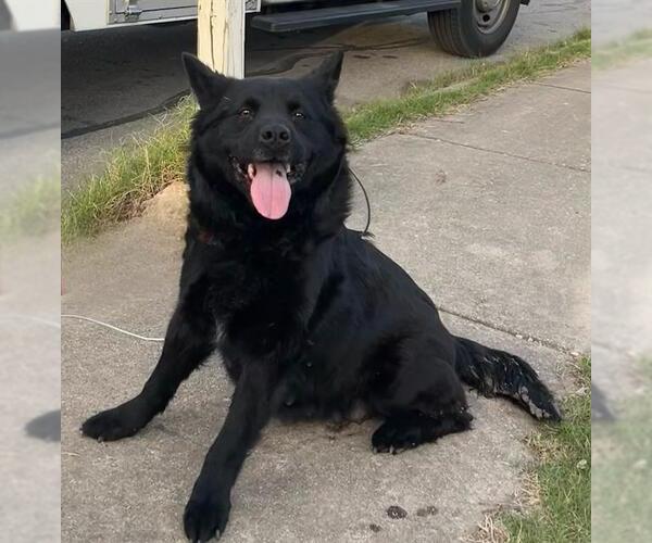 Medium Photo #2 Chow Chow-Unknown Mix Puppy For Sale in San Antonio, TX, USA