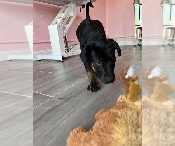 Medium Photo #3 Mutt Puppy For Sale in Wenonah, NJ, USA