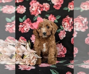 Cavapoo Puppy for sale in QUARRYVILLE, PA, USA