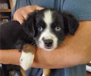 Miniature Australian Shepherd Puppy for Sale in DENTON, Texas USA