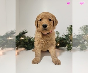 Golden Retriever Puppy for sale in ONTARIO, CA, USA